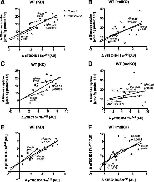 Figure 7. A and B: Pearson correlations between the Δ insulin value (insulin minus basal) on glucose uptake and phospho-TBC1D4 (pTBC1D4) Ser711 in WT littermates from KD and mdKO mice, respectively. C and D: Pearson correlations between Δ insulin value (insulin minus basal) on glucose uptake and pTBC1D4 Thr649 in WT littermates from KD and mdKO mice, respectively. E and F: Pearson correlations between Δ insulin value (insulin minus basal) on pTBC1D4 Thr649 and Ser711 in WT littermates from KD and mdKO mice, respectively. Sample size is n = 10–12. R2 and significance level are indicated in the respective panel. To visualize any bias due to grouping effect (control and prior AICAR treatment), we also provide Pearson correlations (dashed lines) based on data from the individual groups. Control, open symbols; prior AICAR treatment, closed symbols. AU, arbitrary units; hr, hour.