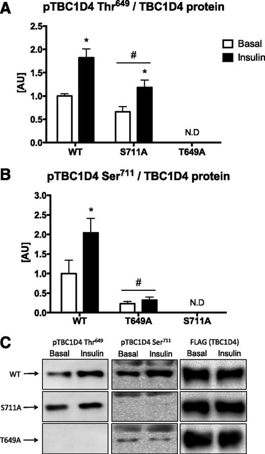 Figure 8. Phosphorylation level of TBC1D4 Thr649 (A) and Ser711 (B) in the tibialis anterior muscle in response to retro-orbital injection of saline solution or insulin (10 units/kg, 10 min) 7 days after muscle gene electrotransfer of TBC1D4-WT, TBC1D4-T649A, and TBC1D4-S711A. The top bands in the phospho-TBC1D4 (pTBC1D4) Ser711 blot are unspecific and do not represent actual TBC1D4 protein. Total flag-tagged TBC1D4 protein indicates the expression level of the three constructs (n = 4–6). Data are expressed as the mean ± SEM. A and B: *Effect of insulin within group (P < 0.05); #P < 0.05 vs. WT. C: Representative Western blot image. AU, arbitrary units; N.D, not detected.
