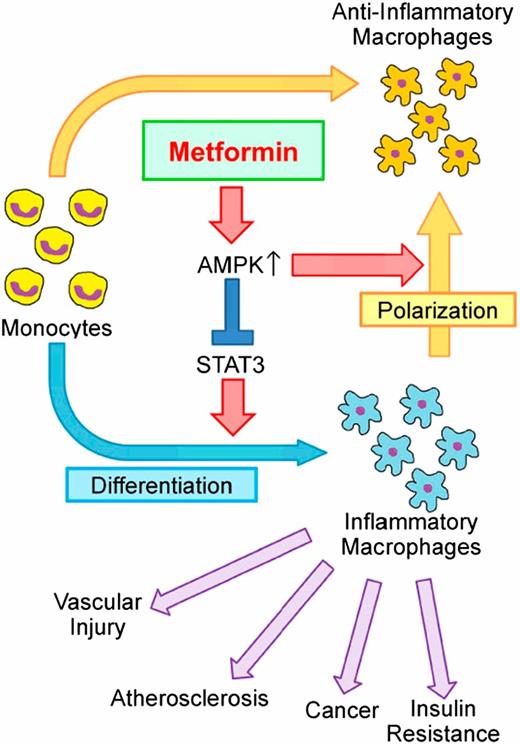 Figure 1. A working model of the macrophage-targeting mechanism for the anti-inflammatory effects of metformin and its potentially beneficial outcomes. Based on the work of Vasamsetti et al. (10), the figure depicts how metformin can inhibit monocyte-to-macrophage differentiation. The anti-inflammatory mechanisms where macrophages are targeted in their differentiation/polarization may potentially contribute to the benefits of metformin in the prevention and/or treatment of vascular injury, atherosclerosis, certain cancers, and insulin resistance.
