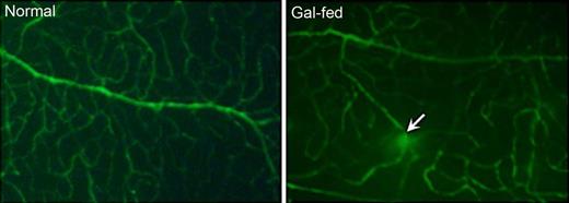 Figure 3. Retinal vascular permeability in gal-fed marmoset. Representative areas showing FITC fluorescence in vessels of whole-mount retinas. Areas of intense FITC leakage from extravasation were observed in the retinas of gal-fed marmosets compared with those of control normoglycemic marmosets. In the gal-fed marmoset retinas, some vessels showed vascular leakage at specific points of the vessel (arrow).