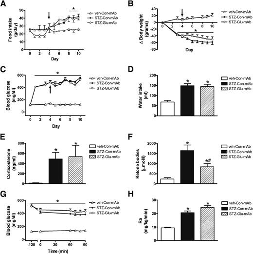 Figure 4. Immunoneutralization of endogenous glucagon fails to lower blood glucose or Ra but attenuates ketosis in uDM. Food intake (A), body weight change (B), fed blood glucose levels (C), water intake (D), plasma corticosterone (E), plasma ketone body levels (F), fasted plasma glucose levels (G), and Ra (H), as determined from [3-3H]glucose tracer studies during a basal clamp in STZ-induced diabetic animals that received either daily subcutaneous injections of the glucagon-neutralizing antibody (Glu-mAb) or control antibody (Con-mAb) (n = 6–7 per group). Data represent mean ± SEM. *P < 0.05 vs. veh-Con-mAb; #P < 0.05 vs. STZ-Con-mAb.