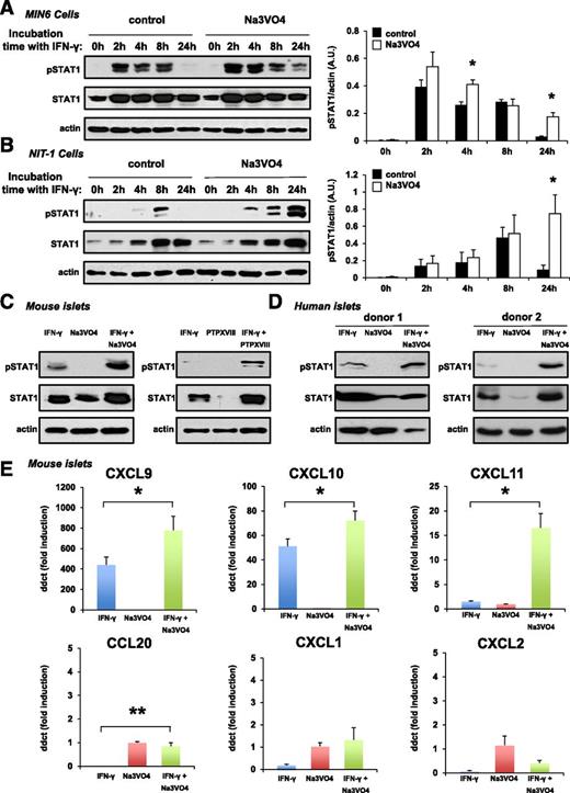 Figure 2. IFN-γ–induced STAT1 signaling in β-cells and pancreatic islets. Time course of STAT1 protein activation after IFN-γ (100 units/mL; BioLegend, San Diego, CA) and PTP inactivation with Na3VO4 (100 μmol/L, Sigma-Aldrich) in MIN6 (A) or NIT-1 (B) cells. Cell lysates were subjected to Western blotting with antibodies detecting pSTAT1, STAT1, or β-actin as loading control. The intensity values for the proteins were corrected by the values of the housekeeping protein β-actin and are shown as arbitrary units (A.U.). Results are the means ± SEM of three to five independent experiments. *P < 0.05. C: Western blots demonstrate activation of STAT1 in mouse islets treated for 8 h with IFN-γ (100 units/mL), Na3VO4 (100 μmol/L), the PTP inhibitor XVIII (PTPXVIII, 1 μmol/L; Millipore), or combination as indicated. The result is representative of two independent experiments. D: Activation of STAT1 in human islets isolated from two organ donors after treatment for 24 h with IFN-γ (100 units/mL), Na3VO4 (100 μmol/L), or combination. E: Mouse islets were treated for 8 h with IFN-γ, Na3VO4, or combination. Quantitative real-time PCR for STAT1-dependent chemokines and β-actin expression was then performed. Individual chemokine values have been divided by the housekeeping gene β-actin and presented as fold induction related to the Na3VO4-treated samples (considered as 1). Results are the means ± SEM of four independent experiments. *P < 0.05, **P < 0.01.