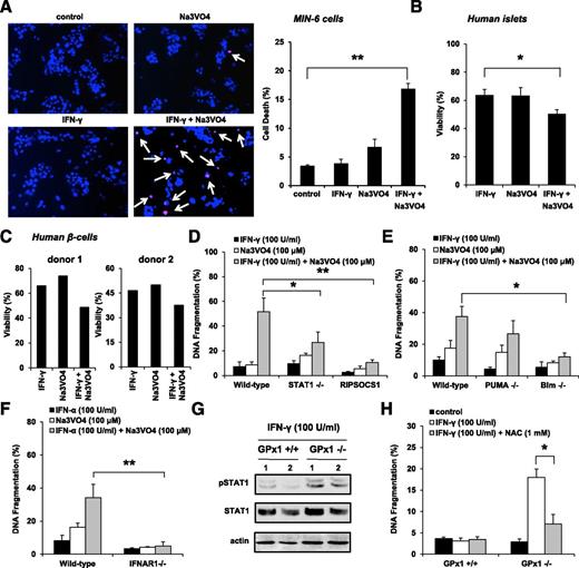 Figure 3. Inactivation of PTPs potentiates cell death induced by IFNs. A: Cell death of MIN6 cells was evaluated by Hoechst-33342 (blue) and propidium iodide (red) 24 h after IFN-γ (100 units/mL) and PTP inactivation with Na3VO4 (100 μmol/L) as indicated. Arrows indicate propidium iodide–positive cells. Data shown are means ± SEM of four independent experiments. **P < 0.01. B: Human islets were cultured for 48 h with IFN-γ (100 units/mL), Na3VO4 (100 μmol/L), or combination, and viability was measured by 7-AAD staining. Data shown are means ± SEM of three independent experiments. *P < 0.05. C: Human β-cells from two organ donors treated for 4 h with IFN-γ (100 units/mL), Na3VO4 (100 μmol/L), or combination. Human islets were dispersed into single cells and stained with 7-AAD, NG, and TMRE. After gating out 7-AAD–positive cells, NG-positive cells (β-cells) were then analyzed for their percentages of TMRE-positive cells (viability). D: DNA fragmentation was measured by flow cytometry in islets from wild-type, STAT1−/−, or RIP-SOCS1 mice cultured for 24 h in medium containing IFN-γ, Na3VO4, or combination. Data shown are means ± SEM of four independent experiments. *P < 0.05, **P < 0.01. E: DNA fragmentation was measured by flow cytometry after incubation of wild-type C57BL/6, Puma−/−, or Bim−/− islets for 24 h with IFN-γ, Na3VO4, or combination. Data shown are means ± SEM of four independent experiments. *P < 0.05. F: DNA fragmentation was measured by flow cytometry in islets from wild-type or IFNAR1−/− mice cultured for 24 h in medium containing IFN-α (PBL InterferonSource, Piscataway, NJ), Na3VO4, or combination. Data shown are means ± SEM of three independent experiments. **P < 0.01. G: Islets from GPx1+/+ and GPx1−/− mice were isolated, treated with IFN-γ for 24 h, and processed for immunoblot analysis. H: DNA fragmentation was measured by flow cytometry after incubation of GPx1+/+ and GPx1−/− islets for 24 h with IFN-γ (100 μU/mL), NAC (1 mmol/L), or combination. Data shown are means ± SEM of three independent experiments. *P < 0.05.
