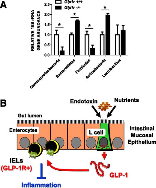 Gut microbes may influence GLP-1 drug response