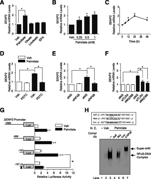 Figure 1. Expression of SENP2 mRNA is regulated by palmitate-induced NF-κB activation. A: C2C12 myotubes were treated with various fatty acids (0.5 mmol/L) for 24 h. Free fatty acids (100 mmol/L in EtOH) were diluted in the culture medium containing fatty acid–free BSA in a 1:3 molar ratio. The mRNA levels of SENP2 were then determined by real-time PCR. Each Ct value was subtracted by Ct value of GAPDH (ΔCt) and then subtracted by the ΔCt of each control set (ddCt). Relative mRNA levels were expressed as 2−ddCt. The SENP2 mRNA level of untreated cells (vehicle [Veh]) was expressed as 1.0, and the others were expressed as its relative values. Data are the mean ± SEM of five independent experiments. *P < 0.05. B: C2C12 myotubes were treated with increasing amounts of palmitate for 24 h (n = 4). *P < 0.05 compared with untreated cells (Veh). C: C2C12 myotubes were treated with 0.5 mmol/L palmitate for increasing periods and then subjected to assay for SENP2 mRNA levels (n = 5). *P < 0.05 compared with untreated cells. D: C2C12 myotubes were treated with palmitate in the absence or presence of 10 μmol/L pyrrolidine dithiocarbamate (n = 4). *P < 0.05. E: C2C12 myotubes were transfected with siRNA against NF-κB (50 nmol/L) for 24 h and then treated with palmitate for 24 h (n = 3). *P < 0.05. F: C2C12 myotubes transfected with the indicated siRNAs were treated with palmitate (n = 4). *P < 0.05. G: C2C12 myoblasts were transfected with Luc reporter vectors harboring various deletions of promoter region in the SENP2 gene. After treatment with palmitate for 24 h, they were subjected to assay for Luc activity (n = 4). The arrowhead indicates the mutations shown in H. The Luc activity of the cells transfected with (−1980)-Luc without palmitate was set to 1, and the other values were expressed relative to that. *P < 0.05 compared with untreated cells; #P < 0.05. H: The putative NF-κB–binding sequence in the SENP2 promoter (−85 bp to −54 bp) is underlined in “Self.” The underline in “Con” (consensus) indicates the consensus NF-κB–binding sequence. *Mutated (Mut) bases (upper panel). Nuclear extracts were prepared from C2C12 myotubes that had been incubated without (Veh) and with palmitate for 24 h. They were then subjected to EMSA assay using a biotin-labeled probe (lower panel). For competition assays, unlabeled oligonucleotides (50-fold) (Self, Mut, and Con) were used as competitors (Comp). NF-κB antibody (Ab) was used for supershift. Lane 1 represented the probe only. siNS, nonspecific siRNA.
