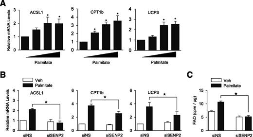 Figure 2. SENP2 is responsible for palmitate-mediated increase of FAO. A: Total RNAs were prepared from C2C12 myotubes that had been treated with 0.25, 0.5, or 1 mmol/L palmitate for 24 h. They were then subjected to real-time PCR (n = 4). *P < 0.05 compared with untreated cells. B and C: Myotubes were transfected with siRNAs against SENP2 (siSENP2). After incubation for 24 h, they were treated with 0.5 mmol/L palmitate (n = 5). The mRNA levels for the indicated proteins (B) and FAO (C) were then determined. siNS, nonspecific siRNA. *P < 0.05.