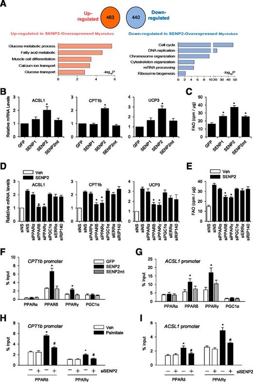 Figure 3. SENP2 increases FAO by promoting PPARδ- and PPARγ-mediated expression of FAO-associated enzymes. A: Total RNA was isolated from C2C12 myotubes that had been infected with Ad-GFP or Ad-SENP2 for 3 days and then subjected to microarray. Differentially expressed genes were identified as those with false discovery rates <0.05 and fold change larger than the cutoff of 1.5. B: C2C12 myotubes were infected with Ad-GFP, Ad-SENP1, Ad-SENP2, or Ad-SENP2mt for 3 days. Total RNAs were obtained from the cells and then subjected to real-time PCR (n = 4). C: Cells prepared as in B were subjected to FAO assay (n = 5). *P < 0.05 compared with Ad-GFP infected cells. D and E: C2C12 myotubes transfected with the indicated siRNAs were infected with Ad-GFP or Ad-SENP2. siNS, nonspecific siRNA. After incubation for 48 h, the mRNA levels of FAO-associated enzymes (n = 4) and FAO (n = 6) were determined. *P < 0.05 compared with cells transfected with nonspecific siRNA and Ad-SENP2. F and G: C2C12 myotubes infected with Ad-GFP, Ad-SENP2, or Ad-SENP2mt were subjected to ChIP-qPCR analysis with the CPT1b promoter region (F) and ACSL1 promoter region (G). Data are the means ± SEM (n = 4). *P < 0.05 compared with Ad-GFP–infected cells. H and I: C2C12 myotubes were treated with siSENP2 for 24 h followed by treatment of palmitate (500 μmol/L) for 24 h and then subjected to ChIP-qPCR (n = 3). Veh, vehicle. *P < 0.05 compared with nonspecific siRNA without palmitate. #P < 0.05 compared with nonspecific siRNA with palmitate.