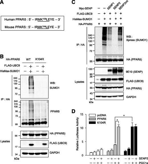 Figure 4. SENP2 promotes the PPARδ activity by desumoylation. A: The putative sumoylation sequences of human and mouse PPARδ are shown. B: HA-tagged PPARδ and its K104R mutant were expressed in MCF7 cells with HisMax-SUMO1 and FLAG-UBC9. Cell lysates were subjected to immunoprecipitation (IP) with anti-HA antibody followed by Western blotting (WB) with anti-SUMO1 and anti-PPARδ antibodies. Cell lysates were also directly probed with the indicated antibodies. C: HA-PPARδ, HisMax-SUMO1, and FLAG-UBC9 were expressed with Myc-tagged SENP1 or SENP2 or its mutant (SENP2mt). Immunoprecipitation was then carried out as in B. D: COS7 cells were treated with siRNAs (50 nmol/L) against PPARγ to minimize the effect of endogenous PPARγ. The following day, cells were transfected with pPPRE-TK–Luc and expression vectors of SENP2, PGC1α, PPARδ, or PPARδ K104R. Luc activity of cells transfected with pPPRE-TK-Luc only was expressed as 1.0, and the others were expressed as its relative values (n = 4). *P < 0.05.