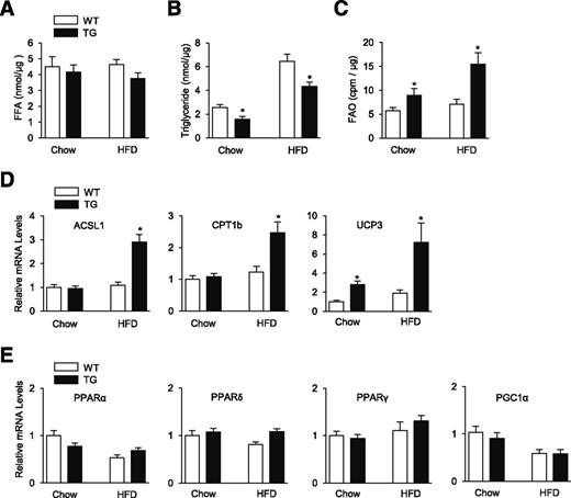 Figure 6. SENP2 overexpression increases FAO by upregulating expression of FAO-associated enzymes in muscle. A–C: WT and mSENP2-TG (TG) mice were fed with chow or HFD for 12 weeks. The levels of free fatty acids (FFA) (A), triglycerides (B), and FAO (C) in their gastrocnemius muscle were determined (n = 8/group). D and E: Total mRNAs were isolated from the muscles of the mice and subjected to real-time PCR (n = 10–14/group) using primers for FAO-associated enzymes (D) and PPARs and PGC1α (E). The mRNA level seen in chow-fed WT mice muscle was expressed as 1.0, and the others were expressed as its relative values. Data are the mean ± SEM. *P < 0.05 compared with WT mice.