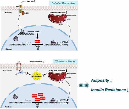 Figure 7. Schematic model shows the role of SENP2 in the control of lipid metabolism in skeletal muscle. Upon sensing by saturated free fatty acids, TLR4/MyD88 activates NF-κB for expression of SENP2 mRNA, which would increase the cellular level of SENP2 protein for desumoylation of PPARδ and PPARγ. These transcription factors are then recruited to the promoters of the genes encoding FAO-associated enzymes, such as ASCL1 and CPT1b, which leads to increase of FAO (the upper panel). Muscle-specific overexpression of SENP2 in TG mice increases the expression of FAO-associated enzymes and thereby increases FAO. This increase would elevate fat utilization and suppress its accumulation, which could alleviate HFD-induced obesity and insulin resistance (lower panel). S, SUMO.