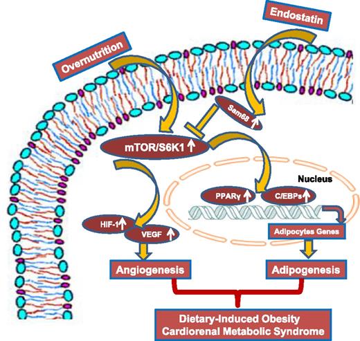Figure 1. Chronic overnutrition activates mTOR/S6K1 signals to prompt adipogenesis and angiogenesis, resulting in obesity, insulin resistance, and the cardiorenal metabolic syndrome.
