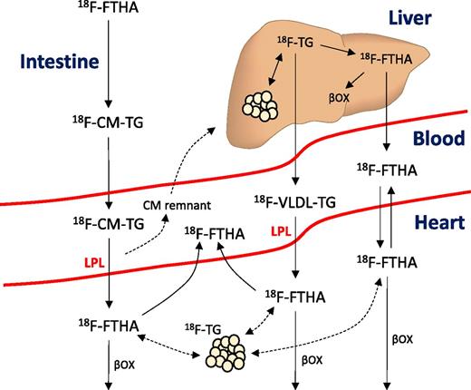 Figure 1. Radiolabeled species in metabolic imaging of DFA metabolism with 18F-FTHA. LPL, lipoprotein lipase. βOX, beta oxidation.