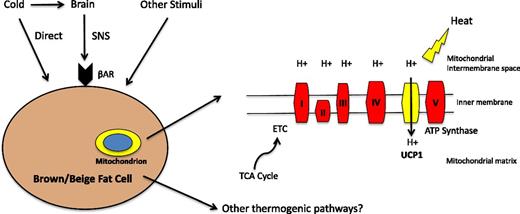 Figure 1. Schematic of adaptive thermogenesis in brown and beige adipocytes. This process is typically thought of as being indirectly activated by cold, via the sympathetic nervous system (SNS). Catecholamines stimulate β-adrenergic receptors (βAR), ultimately activating UCP1-dependent thermogenesis. Adaptive thermogenesis can also be activated directly by cold in beige adipocytes and by other stimuli that may signal independently from the β-adrenergic receptors. The reducing equivalents generated by the tricarboxylic acid (TCA) cycle enter the ETC. This generates a proton gradient across the inner mitochondrial membrane. Instead of linking this gradient to ATP synthesis via complex V, UCP1 is able to uncouple this gradient with the chemical energy converted to heat.
