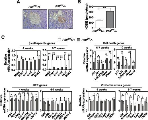 Figure 2. Deletion of P58IPK causes oxidative stress in β-cells. A: Immunohistochemistry for nitrotyrosine was performed on pancreatic sections from 12-week-old mice. Representative images are shown. Scale bar represents 100 μm. B: HODEs were measured in extracts from 50 islets isolated from 10- to 12-week-old mice (n = 6 mice per group). C: Quantitative RT-PCR was performed using total RNA extracted from islets from P58IPK+/+ and P58IPK−/− mice at 4, 6–7, or 10 weeks of age (n = 3–6 mice per group). All data are mean ± SEM. *P < 0.05; **P < 0.01.