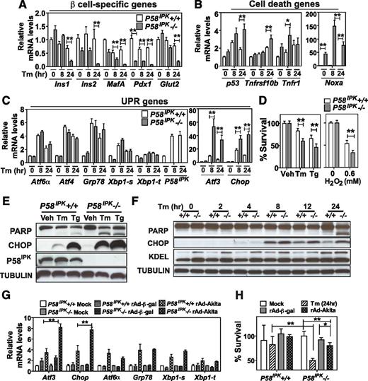 Figure 3. P58IPK−/− β-cells are more susceptible to ER stress. A–C: Quantitative RT-PCR was performed using total RNA extracted from P58IPK+/+ and P58IPK−/− β-cell lines treated with Tm (2 μg/mL) for 0, 8, or 24 h: pancreatic β-cell-specific genes (A); cell death genes (B); and UPR genes (C). D: Cell viability was measured in P58IPK+/+ and P58IPK−/− β-cell lines treated with vehicle (Veh) (DMSO), Tm (2 μg/mL), or thapsigargin (Tg; 300 nmol/L) for 24 h and 0.6 mmol/L H2O2 for 8 h. E: Western blot analysis was performed using P58IPK+/+ and P58IPK−/− β-cell lines treated with vehicle (DMSO), Tg (300 nmol/L), and Tm (2 μg/mL) for 24 h. F: Western blot analysis was performed using P58IPK+/+ and P58IPK−/− β-cell lines treated with Tm (2 μg/mL) for 24 h. Cell lysates were harvested at the indicated time points. G and H: P58IPK+/+ and P58IPK−/− β-cell lines were infected with adenovirus-expressing β-gal (rAd-β-gal) or Akita proinsulin (rAd-Akita) for 24 h. G: Total RNA was isolated for quantitative RT-PCR. H: Cell viability was measured. All data are mean ± SEM of three independent experiments. *P < 0.05; **P < 0.01. hr, hours.