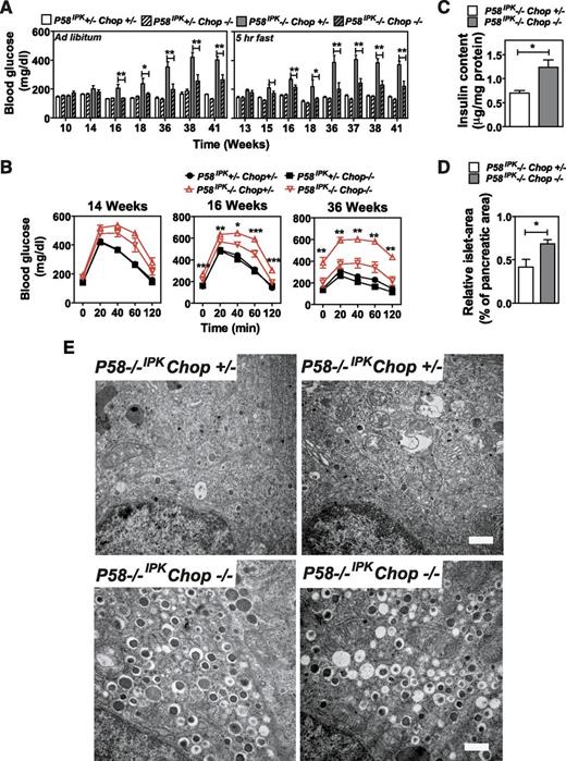 Figure 5. Chop deletion preserves β-cell function in P58IPK−/− mice. A: Blood glucose was measured at the indicated times, either ad libitum or after a 5-h fast, in mice with the indicated genotypes up to 41 weeks of age (n = 7–13 mice per group). B: GTTs were performed in mice with the indicated genotypes. Glucose doses were 2 mg/kg body weight for mice 14 and 16 weeks of age and 1 mg/kg body weight for mice 36 weeks of age (n = 7–13 mice per group). Significance was shown between P58IPK−/− Chop+/− and P58IPK−/− Chop−/−. C: Pancreatic insulin was measured in mice with the indicated genotypes at 16 weeks of age (n = 4–6 mice per group). D: Islet mass was measured in pancreatic sections from 16-week-old P58IPK−/− Chop+/− or P58IPK−/− Chop−/− mice and their littermates. The percentage indicates the total islet mass over the pancreas area in each pancreata (n = 4 mice per group). E: Transmission electron microscopy was performed on pancreatic sections from P58IPK +/−Chop+/− mice and P58IPK−/−Chop−/− mice at 38–41 weeks of age. Representative images are shown. Scale bar represents 0.5 μm. All data are mean ± SEM. *P < 0.05; **P < 0.01.