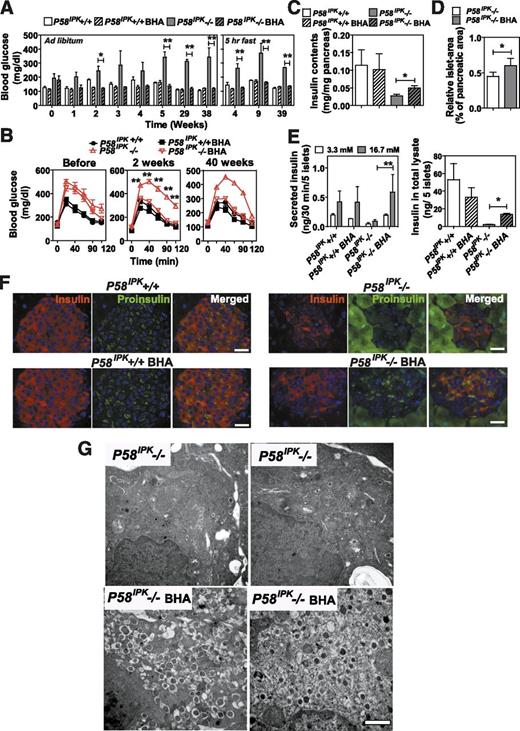 Figure 6. Antioxidant treatment prevents β-cell failure in P58IPK−/− mice. A and B: Mice with the indicated genotypes at 20–22 weeks of age were fed control chow or chow supplemented with BHA for up to 39 weeks (n = 3 or 4 mice per group). A: Blood glucose was measured either ad libitum or after a 5-h short fast. B: GTTs were performed on mice with the indicated genotypes before and 2 and 40 weeks after feeding with control or BHA-supplemented chow (n = 5–7 mice per group). Significance was shown between P58IPK−/− mice fed with control or BHA-supplemented chow. C: Pancreatic insulin contents were measured in mice fed control or BHA-supplemented chow for 40 weeks (n = 5 or 6 mice per group). D: Islet mass was measured in pancreatic sections from 16- to 20-week-old P58IPK−/− mice fed control or BHA-supplemented chow for 6 weeks. The percentage indicates the total islet mass over the pancreas area in each pancreata (n = 4 mice per group). E: GSIS (left panel) and insulin contents in total islet lysates (right panel) were measured in mice with the indicated genotypes fed control chow or BHA-supplemented chow for 40 weeks. Islets from two animals per condition were analyzed in triplicate. F: Insulin and proinsulin immunohistochemistry was performed on pancreatic sections from P58IPK+/+ and P58IPK−/− mice fed control or BHA-supplemented chow for 40 weeks. Representative images are shown. Scale bars represent 30 μm. G: Transmission electron microscopy was performed on pancreatic sections from P58IPK−/− mice fed control or BHA-supplemented chow for 22 weeks. Representative images are shown. Scale bar represents 0.5 μm. *P < 0.05; **P < 0.01.