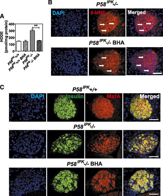 Figure 7. Antioxidant feeding improves β-cell function in P58IPK−/− mice. A: HODEs were measured in extracts from 50 islets isolated from mice aged 7–9 weeks that were fed control chow or BHA-supplemented chow for 3 weeks (n = 5–7 mice per group). B: Immunohistochemistry for 4-HNE was performed on pancreatic sections from P58IPK−/− mice fed control chow or BHA-supplemented chow for 6 weeks. Representative images are shown. Arrows indicate nuclei. Scale bar represents 100 μm. C: Immunohistochemistry for MafA and insulin was performed on pancreatic sections from P58IPK+/+ or P58IPK−/− mice fed control or BHA-supplemented chow for 6 weeks. Representative images are shown. Scale bar represents 100 μm. All data are mean ± SEM. **P < 0.01.