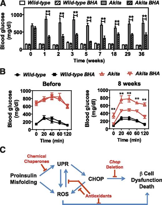 Figure 8. BHA feeding improves glucose homeostasis in Akita mice. Wild-type and heterozygous Akita+ male littermate mice 10–20 weeks of age were fed control chow or BHA-supplemented chow for up to 36 weeks. A: Blood glucose concentrations were measured between 9 and 10 a.m. ad libitum (n = 3 or 4 mice per group). B: GTTs were performed before and 8 weeks after feeding control chow or BHA-supplemented chow. Glucose (1 g/kg body weight) was administered intraperitoneally to mice fasted for 5–6 h (n = 3 or 4 mice per group). C: Model depicting β-cell demise caused by ER protein misfolding, subsequent ROS production, and interventions demonstrated to preserve β-cell function. All data are mean ± SEM. **P < 0.01.