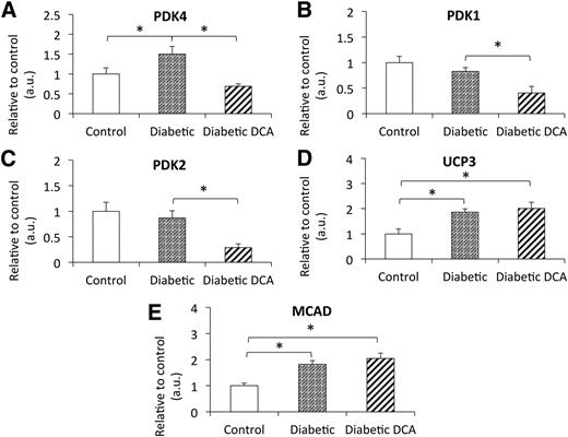 Figure 2. Protein expression of the three cardiac isoforms of PDK, along with UCP3 and MCAD: cardiac PDK4 expression (A), cardiac PDK1 expression (B), cardiac PDK2 expression (C), cardiac UCP3 expression (D), and cardiac MCAD expression (E). *P ≤ 0.05. a.u., arbitrary units.