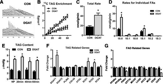 Figure 1. The effect of DGAT1 overexpression on cardiac TAG synthesis, content, and metabolic gene expression. A: Representative spectra from dynamic 13C NMR spectroscopy in isolated hearts perfused with a mixture of 13C LCFAs. B: Enrichment of 13C fatty acids into the TAG pool in lipid extracts from isolated perfused hearts (n = 3–4). C: Total incorporation rate of LCFAs into the TAG pool in isolated perfused hearts (n = 4–6). D: Incorporation rates for individual fatty acids (FAs) into the TAG pool. Rates for palmitate (16:0), palmitoleate (16:1), stearate (18:0), oleate (18:1), linoleate (18:2), and linolenate (18:3) are shown (n = 4–6 for each). E: TAG content measured in lipid extracts from nonperfused hearts (NP) and in isolated hearts perfused for 20, 40, or 60 min. Content is normalized to frozen heart tissue weight (n = 4–5). F and G: Expression of genes related to the TAG pathway and lipid metabolism in CON and MHC-DGAT1 (DGAT) hearts assessed via RT-PCR. *P < 0.05 vs. CON.