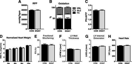 Figure 2. DGAT1 overexpression does not adversely affect cardiac function or energetics. A: RPP (the product of LVDevP and heart rate) measured in Langendorff isolated perfused hearts (n = 28–32). B: Percent oxidation of fatty acids (FA), glucose (GLC), and unlabeled substrates (UNL) (lactate, glycogen, and TAG) in extracts from isolated perfused hearts analyzed by 13C NMR spectroscopy (n = 7 each group). C: PCr-to-ATP ratio (PCr/ATP) measured by 31P NMR spectroscopy in isolated perfused hearts (n = 8–9). D: Heart weight normalized to tibia length (HW:TL) in CON and MHC-DGAT1 (DGAT) mice at 3 months (n = 11–12), 6 months (n = 5–7), 9 months (n = 4 each), and 12 months (n = 8 each) of age. E–H: Fractional shortening (FS), LV posterior wall thickness at diastole (LVPW:d), LV internal dimension at diastole (LVID:d), and heart rate (HR) in 12-month-old CON and DGAT mice assessed by echocardiography (n = 3–4).