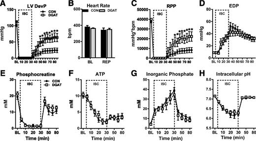 Figure 3. Improved recovery after low-flow ischemia in MHC-DGAT1 hearts. A–D: LVDevP, heart rate, RPP, and LV end diastolic pressure (EDP) in perfused hearts during 30 min of low-flow ischemia (ISC) (1% of baseline [BL]) followed by 55 min of reperfusion (REP). Hearts were perfused with a mixed substrate buffer consisting of 5.5 mmol/L glucose, 0.4 mmol/L LCFAs, 1.2 mmol/L lactate, and 50 μU/mL insulin (n = 7–8 at each time point). E–G: PCr, ATP, and Pi content measured with 31P NMR spectroscopy in isolated perfused hearts (n = 5 for each group at each time point). H: Intracellular pH assessed by 31P NMR spectroscopy in isolated perfused hearts, calculated by the chemical shift between Pi and PCr (n = 5 each group). *P < 0.05 vs. CON.