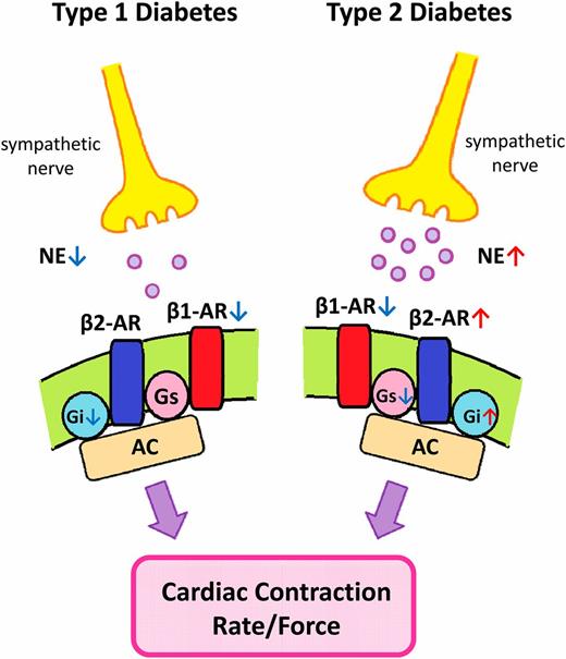 Figure 1. Schematic diagram of the sympathetic cardiac stimulation system in rats with type 1 and type 2 diabetes. Cardiac sympathetic nerve activity is highly elevated in ZDF type 2 diabetic rats and is attenuated in STZ-induced type 1 diabetic rats. Cardiac β1-adrenoceptors (β1-AR) are downregulated in the two types of diabetic rats, but β2-adrenoceptors (β2-AR) are only upregulated in type 2 diabetic animals. Type 2 diabetes leads to decreased Gsα and increased Giα, whereas type 1 diabetes does not alter Gsα and reduces Giα. Such changes can qualify the overall outcome of cardiac functional responsiveness. NE, norepinephrine; AC, adenylate cyclase.
