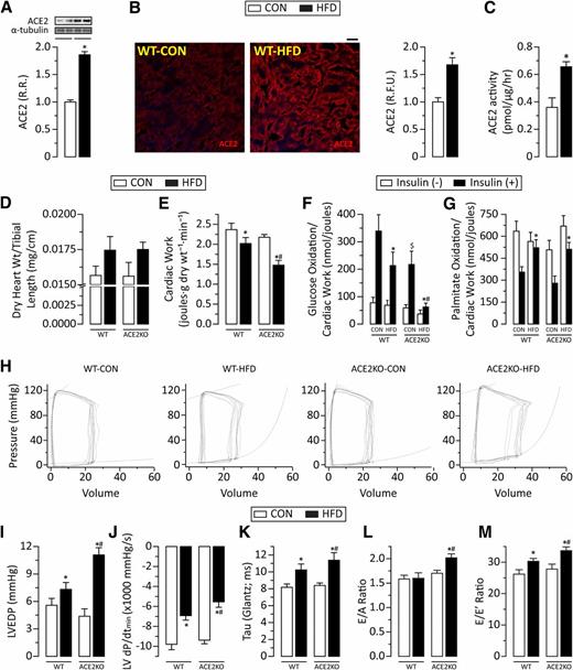 Figure 2. ACE2 is upregulated in the myocardium in response to DIO, but loss of ACE2 results in worsened cardiac insulin resistance and heart failure. Western blot analysis (A), representative IF staining images and quantification (B), and ACE2 activity assay (C) show myocardial ACE2 upregulation in response to DIO. Ratio of dry heart weight to tibial length shows equivalent cardiac hypertrophy in the WT-HFD and ACE2KO-HFD groups (D). Ex vivo working heart perfusions show decreased cardiac work in ACE2KO-HFD hearts compared with WT-HFD hearts (E). Rates of glucose oxidation determined by ex vivo working heart perfusions show an insulin-induced increase in glucose oxidation in WT-CON hearts (F). WT-HFD and ACE2KO-CON hearts show a decreased effect of insulin on glucose oxidation, which was entirely blunted in ACE2KO-HFD hearts. Ex vivo working heart perfusions showing decreased palmitate oxidation rate in response to insulin perfusion in WT-CON and ACE2KO-CON hearts with further equivalent reductions in WT-HFD and ACE2KO-HFD hearts (G). Pressure-volume loop (H) analysis shows a greater increase in LVEDP (I) in ACE2KO-HFD mice, which is associated with a greater slowing of cardiac relaxation shown by decreased LV dP/dtmin (J) and Tau (Glantz) (K). Echocardiographic analysis of transmitral flow pattern and tissue Doppler imaging show a greater increase in E/A ratio (L) and E/E′ ratio (M) in ACE2KO-HFD mice compared with WT-HFD mice. n = 6 (A); n = 4 (B); n = 8 (C); n = 12 (D–G, L, M); n = 10 (H–K). *P < 0.05 compared with the respective CON groups; #P < 0.05 compared with WT-HFD group; $P < 0.05 compared with WT-CON group. Scale bar = 25 μm. LV dP/dtmin, rate of LV pressure decrease; R.F.U., relative fluorescence unit; R.R., relative ratio; Tau (Glantz), exponential decay of the ventricular pressure during isovolumic relaxation; wt, weight.