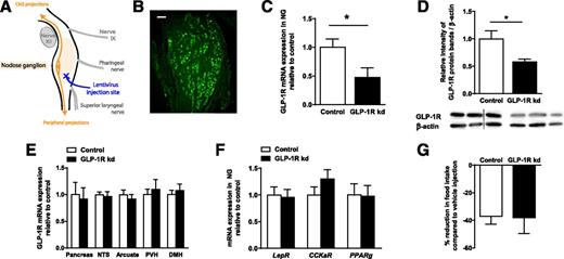 Figure 1. NG injection of a GLP-1R–targeting lentivirus led to a specific reduction in GLP-1R expression in the VANs. A: Schematic representation of lentiviral injection site in a rat NG. B: Visualization of GFP expression in the NG of a rat injected with GLP-1R–targeting lentiviral particles (representative picture). Scale bar, 50 μm. C: Relative expression of GLP-1R mRNA in the NG of control and GLP-1R kd rats (n = 10/8; Student t test, P < 0.0001). D: Relative expression of the GLP-1R protein levels in the NG of control and GLP-1R kd rats (n = 5/5; Mann-Whitney U test, P < 0.01) as measured by the relative intensity of the GLP-1R detection band normalized by the intensity of the β-actin band, with representative examples. A dotted line indicates where noncontiguous bands were grouped. E: Relative expression of GLP-1R mRNA in the pancreas (n = 6/7; Student t test, not statistically significant [ns]), nucleus tractus solitarii (NTS) (n = 7/7; Student t test, ns), and arcuate (n = 7/7; Student t test, ns), paraventricular (PVH) (n = 7/6; Student t test, ns), and dorsomedial (DMH) (n = 7/7; Student t test, ns) hypothalamic nuclei of control and GLP-1R kd rats. F: Relative expression of LepR (n = 6/7; Student t test, ns), CCKaR (n = 6/7; Student t test, ns), and PPARg (n = 6/7; Student t test, ns) mRNA in the NG of control and GLP-1R kd rats. G: Percent decrease in 1 h food intake after injection of CCK (4 μg/kg IP) relative to vehicle injection (n = 6/6; Student t test, ns) of control and GLP-1R kd rats. *Significant difference between the control and GLP-1R kd groups (P < 0.05).