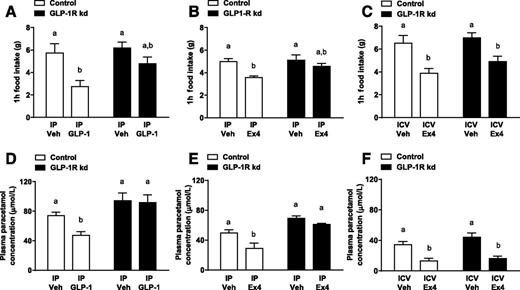 Figure 4. VAN GLP-1R kd attenuated the effects of IP GLP-1 and Ex-4, but not ICV Ex-4, on food intake and gastric emptying. (A) One-hour food intake after GLP-1 (33 μg/kg IP; n = 7/8), (B) Ex-4 (0.3 μg/kg IP; n = 12/11), and (C) Ex-4 (0.3 μg ICV; n = 6–8). Plasma paracetamol concentrations of control and GLP-1R kd rats 20 min after allowed access to a 4-g powdered chow test meal containing 1% paracetamol (w/w) and injected with (D) GLP-1 (33 μg/kg IP; n = 7/7), (E) Ex-4 (0.3 μg/kg IP; n = 7/7), and (F) Ex-4 (0.3 μg ICV; n = 6–8). For all results, ANOVA was followed by post hoc comparisons. Different letters indicate a significant difference between two groups after post hoc Bonferroni-corrected comparisons (P < 0.05). Veh, vehicle.