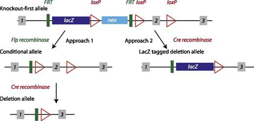Figure 1. Schematic representation of the commonly used “knockout-first” allele from IKMC. Adapted from Skarnes et al. (8). The targeting allele contains a cassette with the lacZ gene and a promoter-driven neomycin resistance gene (neo), flanked by Flp recombinase target (FRT) sites. This cassette is inserted into an intron of the targeted gene to disrupt endogenous gene expression and allow lacZ reporter expression under control of the endogenous gene promoter. A critical exon of the targeted gene is also flanked by loxP sites. There is also a loxP site between lacZ and neo. There are two recommended approaches for generating animals. 1) Breed first with a Flp-recombinase mouse, removing both the lacZ and neo between the FRT sites. This conditional allele can then be bred with a Cre-recombinase mouse to remove the flanked exon between the loxP sites, creating a deletion allele with no reporter. 2) Breed with a Cre-recombinase mouse first, removing both the neo and the loxP-flanked exon, generating a reporter-tagged deletion allele. The first approach is typically followed in generation of knockout animals, necessitating two generations of breeding with recombinase mice. Breeding with Flp-recombinase or Cre-recombinase mice in the C57BL/6N background will produce a deletion allele in an isogenic background. Breeding with other strains will result in a knockout mouse on a mixed background.