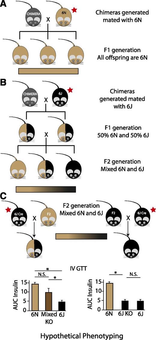 Figure 2. Results of differing breeding strategies using 6N ES cells from IKMC to generate knockout mice. A: 6N ES cells are microinjected into a nonisogenic blastocyst and implanted into a female surrogate. The resulting chimeras (represented as gray) are then mated with a 6N mouse (represented as light brown) to generate isogenic 6N offspring with germline transmission of the targeted allele. B: In this example, the chimeras generated with 6N ES cells are instead mated to a 6J (represented as black), giving rise to an F1 generation with germline transmission on a mixed background that is 50% 6J and 50% 6N (heterozygous at all alleles that differ between these two substrains). If sibling or nonlittermate pairs from the F1 generation are mated together, the F2 generation is a mixed 6J/6N background, with some animals inheriting primarily 6J alleles and others inheriting predominantly 6N alleles. The large variability in the background of this generation is depicted as a gradient bar. C: This schematic shows some of the problems that can arise with mixed backgrounds and breeding with nonisogenic recombinase strains (Cre) to produce knockout (KO) animals. Littermates selected from the F2 generation in B for breeding represent the extremes of the genetic variation in this generation, with predominantly 6N or 6J alleles. If these F2 littermates are selected as mating partners with a Cre mouse on the 6J background, the offspring from each mating pair will have very different genetic backgrounds. The predominantly 6N mouse will produce pups that are on a highly heterozygous background for 6N/6J alleles (left scenario). However, the predominantly 6J mouse will produce offspring with nearly 100% homozygosity for 6J alleles (right scenario). When phenotyping for a metabolic trait that differs between the 6N and 6J background strains, the analysis can be confounded. We provide representative graphs of hypothetical area under the curve (AUC) insulin data during an intravenous (IV) GTT. An asterisk indicates a statistically significant difference. The magnitude of difference between the 6N and 6J strains is based on actual data (35). Differing conclusions can be drawn depending on what control group is used. The red stars indicate breeding steps where use of the correct substrain is critical to avoid mixed backgrounds. Of note, the colors selected for representation are not intended to depict the predicted coat colors of these mice. N.S., not significant.