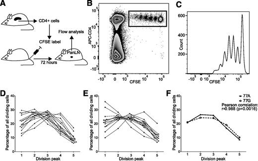 Figure 4. Antigen-specific T-cell activation and proliferation are not affected by increased expression of liCTLA-4. A: CD4+ splenocytes were isolated from 8- to 9-week-old male 77A or 77G control BDC2.5 NOD mice; the data are pooled from three experiments. Sorted cells of either genotype were CFSE labeled and injected intravenously into 6- to 8-week-old male wild-type NOD mice. Seventy-two hours posttransfer, cells were recovered from the pancreatic lymph nodes of recipient mice. Recovered cells were stained with anti–CD4-APC and analyzed. B and C show results from an example mouse. B: Cells are gated for FSC/SSC. C: CD4+CFSE+ cells gated from B were analyzed for CFSE intensity. D and E: Individual division profiles for each mouse are summarized for NOD 77A T cells (D) (triangles; n = 14) and NOD 77G T cells (E) (circles; n = 13). The dividing cells within each peak are displayed relative to the total number of dividing cells. F: Average division profiles of NOD 77A (closed triangles, solid line) and NOD 77G (open circles, dotted line) transfers closely correlate (Pearson r = 0.988, P = 0.0016).