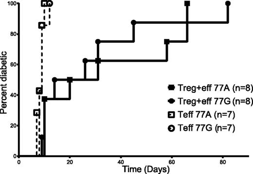 Figure 5. Increased expression of liCTLA4 does not impair regulatory T-cell activity in an adoptive diabetes transfer model. T cells were isolated from 12-week-old female 77A or 77G Foxp3EGFP-BDC2.5 NOD mice. CD4+GFP− T effector cells (2 × 105) were injected intravenously alone (open symbols, dotted lines: 77A genotype = squares, 77G = circles) or together with 0.7 × 105 CD4+CD25highGFP+ Treg cells from the same mice (closed symbols, solid lines: 77A genotype = squares, 77G = circles) into 8-week-old NOD SCID mice. After the adoptive transfer, blood glucose levels were tested daily between 1100 and 1300 h for 2 weeks. Mice with two consecutive readings of >13.9 mmol/L glucose in the blood were considered diabetic. Tregs from both 77A and 77G genotypes delayed the onset of diabetes significantly (TeffA vs. Treg+effA, P = 0.0005. TeffG vs. Treg+effG, P = 0.0024; log-rank test), but there was no significant difference between the potency of the effectors or Tregs from the different CTLA4 genotypes.