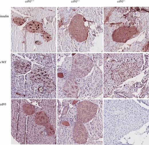 Figure 3. Immunohistochemistry of pancreas sections demonstrating the location of insulin, sCD93, and VWF in mice with 2, 1, or 0 copies of the cd93 gene (cd93+/+, cd93+/−, and cd93−/−, respectively).