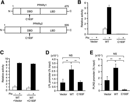 Figure 1. Mutation (C193F) in Ppargmkyo/+ rats completely disrupts the transcriptional activity of PPARγ2. A: Schematic diagrams of PPARγ1 and PPARγ2 that consist of DNA binding domain (DBD) and ligand binding domain (LBD). Arrows indicate the amino acid position of the C163F mutation in PPARγ1 and the C193F mutation in PPARγ2. B and C: Luciferase assays for the effect of C193F mutation on PPARγ2 transcriptional activity (B) and for the dominant-negative effect of C193F mutant against WT PPARγ2 (C) with or without pioglitazone (Pio). In these panels, vector indicates pTARGET empty vector; WT, pTARGET-WT PPARγ2 vector; and C193F, pTARGET-C193F mutant PPARγ2 vector. Data are mean ± SEM of three independent experiments. Values obtained with WT PPARγ2 vector (B) or WT PPARγ2 vector and empty vector (C) without pioglitazone are defined as 1.0. D and E: Chromatin immunoprecipitation assays for the effect of C193F mutation on PPARγ2 binding on the LPL promoter and PLIN2 promoter. In these panels, vector indicates pTARGET empty vector; WT, pTARGET-3xFLAG-WT PPARγ2 vector; and C193F, pTARGET-3xFLAG-C193F mutant PPARγ2 vector. Soluble chromatin was immunoprecipitated with anti-FLAG mouse antibody. Data are percentage of total chromatin input and mean ± SEM of three independent experiments. **P < 0.01 by Student t test. NS, not significant.