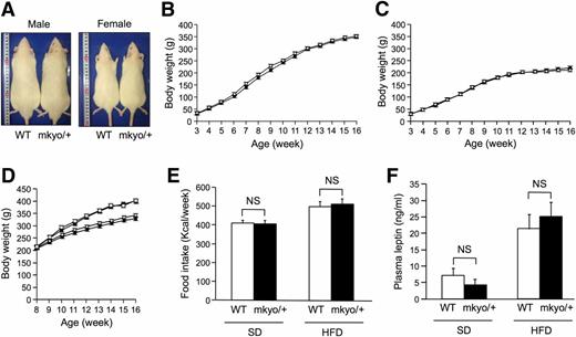 Figure 2. Gross appearance, body weight, food intake, and plasma leptin concentrations of Ppargmkyo/+ rats. A: Gross dorsal view of 16-week-old male and female Ppargmkyo/+ rats and their WT littermates. B and C: Growth curves of body weight in male (B) and female (C) Ppargmkyo/+ rats (●) and their WT littermates (○) fed a standard diet (SD). Data are mean ± SEM (n = 16/group). D: Effect of high-fat diet (HFD) on body weight in male Ppargmkyo/+ rats and their WT littermates. HFD was started at 8 weeks of age. ○, WT rats fed SD; ●, Ppargmkyo/+ rats fed SD; □, WT rats fed HFD; ■, Ppargmkyo/+ rats fed HFD. Data are mean ± SEM (n = 10/group). E and F: Food intake and plasma leptin concentration in male Ppargmkyo/+ rats and their WT littermates fed an SD or HFD. Data are mean ± SEM (n = 10/group). NS, not significant (Student t test).