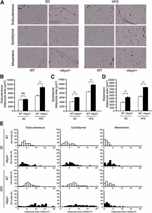 Figure 4. Site-specific adipocyte mean size and size distribution in male Ppargmkyo/+ rats and their WT littermates fed a standard diet (SD) or high-fat diet (HFD). A: Histological images of subcutaneous (inguinal), epididymal, and mesenteric fats. For histological examination, hematoxylin and eosin staining was used (original magnification ×100). B–D: Mean cross-sectional area of adipocytes in subcutaneous (inguinal), epididymal, and mesenteric fats. Data are mean ± SEM (n = 10/group). E: Adipocyte size distribution in subcutaneous (inguinal), epididymal, and mesenteric fats. **P < 0.01 by Student t test. NS, not significant.