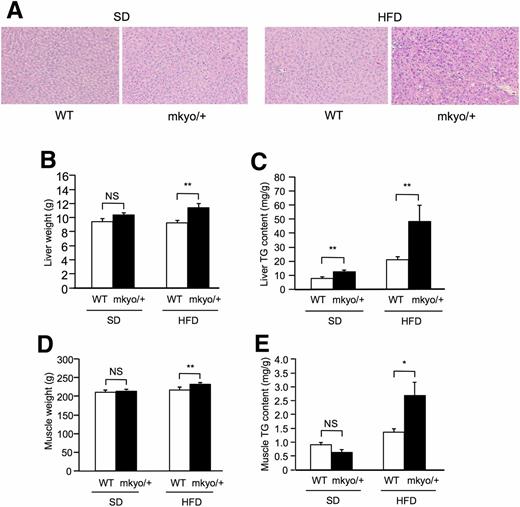 Figure 5. Phenotypes of liver and skeletal muscle in male Ppargmkyo/+ rats and their WT littermates fed a standard diet (SD) or high-fat diet (HFD). Histological images of the liver (A). For histological examination, hematoxylin and eosin staining was used (original magnification ×100). Liver weight (B), liver TG content (C), and total muscle weight (D) measured by whole-body CT scan and TG content in gastrocnemius muscle (E). Data are mean ± SEM (n = 10/group). *P < 0.05, **P < 0.01 by Student t test. NS, not significant.