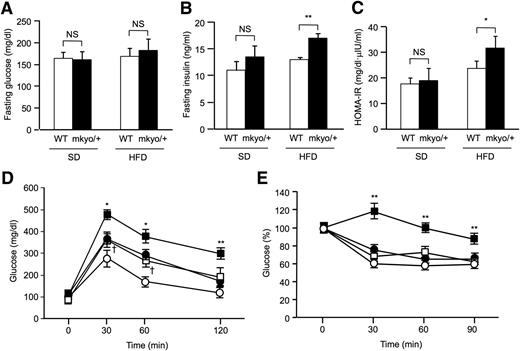 Figure 6. Glucose metabolism in male Ppargmkyo/+ rats and their WT littermates fed a standard diet (SD) or high-fat diet (HFD). A–C: Fasting plasma glucose, fasting plasma insulin concentration, and HOMA-IR. Data are mean ± SEM (n = 10/group). *P < 0.05, **P < 0.01 by Student t test. D and E: Plasma glucose concentrations during IPGTT and IPITT. ○, WT rats fed SD; ●, Ppargmkyo/+ rats fed SD; □, WT rats fed HFD; ■, Ppargmkyo/+ rats fed HFD. Data are mean ± SEM (n = 10/group). *P < 0.05, **P < 0.01 vs. WT rats fed HFD (ANOVA); †P < 0.05 vs. WT rats fed SD (ANOVA). NS, not significant.