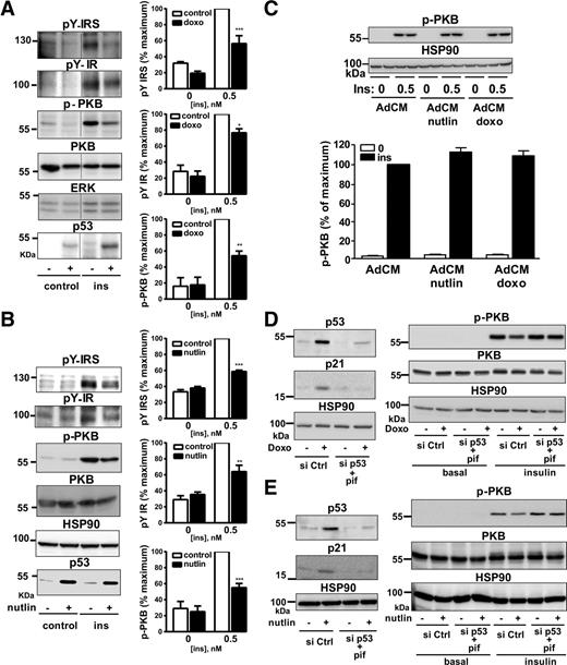 Figure 7. Inhibition of insulin signaling in 3T3-L1 adipocytes treated with doxorubicin or nutlin-3. 3T3-L1 adipocytes were treated with 0.5 µg/mL doxorubicin for 24 h (doxo) or 10 μmol/L nutlin-3 (nutlin) for 48 h and incubated without or with 0.5 nmol/L insulin (ins) for 10 min. A and B: Representative Western blot analysis and quantification (n = 3–4 independent experiments) of the expression of the tyrosine phosphorylated (p) (anti-PhosphoTyrosine #9411, Cell Signaling) insulin receptor (pY-IR) and IRS (pY-IRS), the pThr308-PKB (p-PKB) (anti-pThr308-PKB #4056, Cell Signaling), total PKB, and p53. Data are expressed as the percentage of insulin effect in untreated cells stimulated with insulin. Normalization was performed by quantifying extracellular signal–related kinase (ERK) (anti-ERK1/2 #4695, Cell Signaling) or HSP90 (anti-HSP90 sc-13119, Santa Cruz Biotechnology) in each of the experiments. C: 3T3-L1 adipocytes were treated for 24 h with 0.5 µg/mL doxorubicin or for 48 h with 10 μmol/L nutlin-3, and the AdCM were collected as described in Fig. 4. 3T3-L1 adipocytes were incubated with AdCM for 24 h, washed, and incubated without or with 0.5 nmol/L insulin for 10 min, before lysis for Western blot analysis of PKB phosphorylation. Representative immunoblots and quantification of three independent experiments are shown. The ratios of pThr308-PKB relative to HSP90 are expressed as the percentage of insulin effect in cells treated with control AdCM. D and E: 3T3-L1 adipocytes were transfected with control siRNA (si Ctrl) or p53 siRNA (si p53). The cells treated with p53 siRNA were also incubated with 50 μmol/L pifithrin-α (pif). Cells were incubated with 0.5 µg/mL doxorubicin for 24 h (D) or with 10 μmol/L nutlin-3 for 48 h (E). Adipocytes were then stimulated with 0.5 nmol/L insulin for 10 min. Western blot analysis of p53 and p21 expression (left panels) and pThr308-PKB and total PKB expression (right panels) with HSP90 as loading control. Representative immunoblots are shown, and quantifications are presented in Supplementary Fig. 5. Data are means ± SEM. *P < 0.05, **P < 0.01, and ***P < 0.001 untreated cells stimulated with insulin vs. drug-treated cells stimulated with insulin.