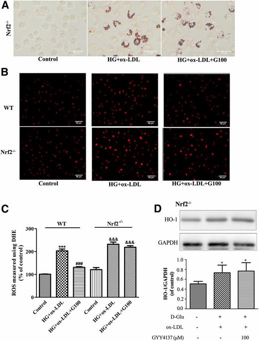 Figure 5. Effects of H2S on HG+ox-LDL–treated primary peritoneal macrophages from Nrf2−/− mice. Isolated peritoneal macrophages from C57BL/6 (WT) and Nrf2−/− mice were treated with d-glucose (D-Glu) (25 mmol/L) plus ox-LDL (50 mg/L) in the presence or absence of GYY4137 (100 μmol/L) for 24 h. A: Macrophages from Nrf2−/− mice were stained with ORO. Scale bars, 20 μm. B: Representative DHE-stained images of macrophages from WT and Nrf2−/− mice. Scale bars, 50 μm. C: Quantification of DHE fluorescence image of B. ***P < 0.001 vs. WT control; ###P < 0.001 vs. WT with HG+ox-LDL; &&&P < 0.001 vs. Nrf2−/− control. n = 3. D: Western blotting analysis and quantification of HO-1 protein expression in macrophages from Nrf2−/− mice (n = 4). Data shown are mean ± SEM. *P < 0.05 vs. untreated control.