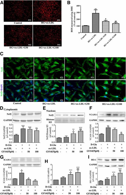 Figure 6. Effects of H2S on HG+ox-LDL–treated endothelial cells. HUVECs were treated with d-glucose (D-Glu) (25 mmol/L) plus ox-LDL (50 mg/L) in the presence or absence of GYY4137 (50 or 100 μmol/L) for 24 h. A: Representative DHE-stained images showing ROS generation. Scale bars, 100 μm. B: Quantification of DHE fluorescence image of A. **P < 0.01 vs. untreated control; #P < 0.05 and ##P < 0.01 vs. treatment with HG+ox-LDL. n = 5. C: Immunohistochemistry was performed on HUVECs stained with antibody directed against Nrf2 (green) and DAPI (blue). Scale bars, 20 μm. Western blotting analysis and quantification of cytoplasmic (D) and nuclear (E) Nrf2 protein. GAPDH and histone H3 were used for normalization for cytoplasmic (n = 5) and nuclear (n = 4) proteins, respectively. Western blotting analysis and quantification of VCAM-1 (F) (n = 4) and ICAM-1 (G) (n = 3) protein. H: mRNA levels of HO-1 (n = 5). I: Western blotting analysis and quantification of HO-1 protein expression (n = 4). Data shown are mean ± SEM. *P < 0.05, **P < 0.01, and ***P < 0.001 vs. untreated control; #P < 0.05, ##P < 0.01, and ###P < 0.001 vs. treatment with d-glucose plus ox-LDL.