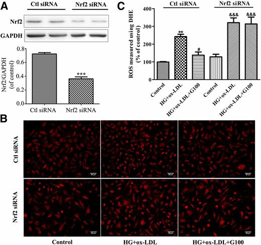 Figure 7. Effects of H2S on HG+ox-LDL–treated Nrf2 knockdown endothelial cells. EA.hy926 endothelial cells were transfected with control siRNA (Ctl siRNA) or Nrf2 siRNA for 24 h and then treated with d-glucose (25 mmol/L) and ox-LDL (50 mg/L) in the presence or absence of GYY4137 (100 μmol/L) for 24 h. A: Western blotting analysis and quantification of Nrf2 (n = 3). Data shown are mean ± SEM. ***P < 0.001 vs. Ctl siRNA control. B: Representative DHE staining images. Scale bars, 50 μm. C: Quantification of DHE fluorescence image of B. **P < 0.01 vs. Ctl siRNA control; #P < 0.05 vs. Ctl siRNA with HG+ox-LDL; &&&P < 0.001 vs. Nrf2 siRNA control. n = 5.