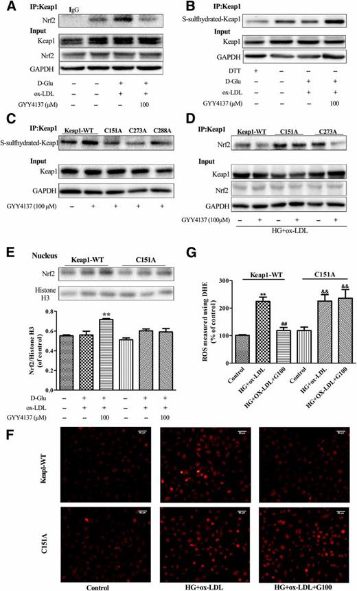 Figure 8. H2S S-sulfhydrylated Keap1 at Cys151 to regulate Nrf2 transcription activity and reduce the generation of ROS in HG+ox-LDL–treated endothelial cells. A: EA.hy926 endothelial cells were treated with GYY4137 (100 μmol/L) followed by d-glucose (D-Glu) (25 mmol/L) plus ox-LDL (50 mg/L) stimulation for 24 h. Cell lysates were immunoprecipitated with an anti-Keap1 or an anti-IgG antibody (negative control) and blotted with an anti-Nrf2 antibody (top panel). An aliquot of total lysate was analyzed for Keap1, Nrf2, and GAPDH expression (bottom panel). B: EA.hy926 endothelial cells were treated with dithiothreitol (DTT) (1 mmol/L, negative control) or d-glucose (25 mmol/L) plus ox-LDL (50 mg/L) in the presence or absence of GYY4137 (100 μmol/L) for 2 h. S-sulfhydration on Keap1 was detected with the “tag-switch” method. C: After plasmid transfection of Keap1-WT or mutated Keap1 at Cys151, Cys273, and Cys288 for 24 h followed by GYY4137 (100 μmol/L) treated for another 2 h, S-sulfhydration on Keap1 was detected with the “tag-switch” method. D: Transfected cells were treated with d-glucose (25 mmol/L) plus ox-LDL (50 mg/L) in the presence or absence of GYY4137 (100 μmol/L) for another 24 h, cell lysates were immunoprecipitated with an anti-Keap1 antibody, and the immunoprecipitated proteins were subjected to immunoblot analysis with anti-Nrf2 antibodies (top panel). The total lysates were analyzed with anti-Keap1, anti-Nrf2, and anti-GAPDH antibodies (bottom panel). E and F: Transfected cells were treated with d-glucose (25 mmol/L) plus ox-LDL (50 mg/L) in the presence or absence of GYY4137 (100 μmol/L) for 24 h. Nuclear extracts prepared from cells were subjected to Western blotting analysis for detecting the nuclear localization of Nrf2 (n = 4). ROS accumulation was determined by the DHE assay. Scale bars, 50 μm. Data shown are mean ± SEM. **P < 0.01 vs. Keap1-WT–transfected cells treated with d-glucose plus ox-LDL. G: Quantification of DHE fluorescence image of F. **P < 0.01 vs. untreated Keap1-WT–transfected cells; ##P < 0.01 vs. Keap1-WT–transfected cells treated with d-glucose and ox-LDL; &&P < 0.01 vs. untreated C151A-transfected cells. n = 4.