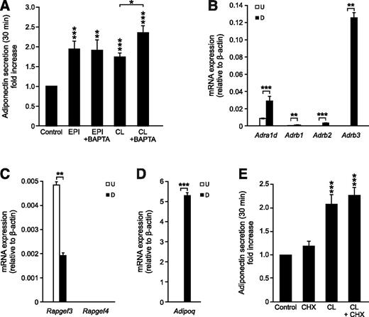 Figure 1. A–E: Adiponectin secretion is stimulated via adrenergic pathways in a Ca2+-independent manner. A: Adiponectin secretion in 3T3-L1 adipocytes expressed as a fold increase compared with the basal level (5 mmol/L glucose) during 30-min incubations with epinephrine (EPI; 5 μmol/L) or CL (1 μmol/L) with or without BAPTA pretreatment (50 μmol/L for 30 min). B–D: mRNA expression in undifferentiated (day 0; U) and differentiated (day 8; D) 3T3-L1 adipocytes. The PCR efficiency (log4 dilutions; starting from 5 ng RNA/reaction) was as follows: Actb 97.6%, Adra1d 97.8%, Adrb1 95.6%, Adrb2 103.6%, and Adrb3 102.1%. E: CL-stimulated adiponectin secretion (30-min incubations) in 3T3-L1 adipocytes preincubated in the absence or presence of cycloheximide (CHX; 10 µg/mL for 30 min). Data represent 8–13 experiments in A and E and 6 experiments (3 undifferentiated and 3 differentiated) in B–D. *P < 0.05; **P < 0.01; ***P < 0.001 vs. control.