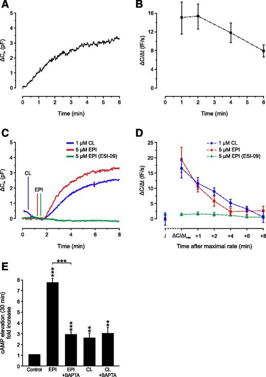 Figure 2. A–E: Extracellular epinephrine or CL stimulates 3T3-L1 adipocyte exocytosis via cAMP-mediated activation of Epac. A: Typical recording of ΔCm for cells dialyzed with a Ca2+-depleted pipette solution containing 0.1 mM cAMP (IC-1). B: Average ΔC/Δt value at indicated time points. C: Representative recordings of ΔCm for cells dialyzed with a pipette solution lacking cAMP (IC-2). Extracellular epinephrine (EPI; red) and CL (blue) were added where indicated by lines. EPI was also added to cells pretreated with 10 μmol/L ESI-09 (green). D: Average exocytotic rate (ΔC/Δt) at indicated time points after ΔC/Δtmax. The average time from the addition of EPI or CL until ΔC/Δtmax was 1.4 ± 0.3 and 1.8 ± 0.2 min, respectively. Note that there is no exocytosis at point i (representative of the initial ΔC/Δt) prior to the addition of EPI or CL (P = 0.4 for epinephrine and P = 0.8 for CL vs. cAMP; C and D). The ΔC/Δtmax values of 19 ± 4.1 and 17 ± 3.2 fF/s, respectively, for EPI and CL in D are not significantly different from the ΔC/Δt of 15 ± 2.8 fF/s (at t = 2 min) in B (P = 0.4 for EPI and P = 0.8 for CL vs. cAMP. E: Cytoplasmic cAMP levels in 3T3-L1 adipocytes expressed as a fold increase in the response to EPI or CL in the presence or absence of Ca2+, as indicated. Data are from eight recordings in B; and eight (CL), six (EPI), and seven (EPI+ESI) recordings in D. Data in E represent five to seven measurements. **P < 0.01; ***P < 0.001 vs. control.