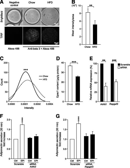 Figure 7. A–G: Reduced β3AR and Epac1 protein in HFD adipocytes as well as blunted epinephrine-stimulated adiponectin secretion upon β3AR and Epac1 siRNA knockdown. A: Representative bright-field and TIRF images of chow and HFD adipocytes immunostained with anti–β3-antibody followed by incubation with Alexa Fluor 488 secondary antibody. Negative control was incubated with secondary antibody only. B: Mean intensity/area in images of adipocytes from 20 chow-fed and 20 HFD-fed mice. C: Gaussian distribution of mean intensity for images of chow and HFD adipocytes. D: Epac1 content in chow and HFD adipocytes. E: Relative mRNA expression in 3T3-L1 adipocytes transfected with β3AR (Adrb3) or Epac1 (Rapgef3) siRNA. The siRNA expression level for each gene is normalized against its expression in concurrently scramble transfected cells. F and G: Epinephrine (EPI)-stimulated adiponectin secretion (30 min) in the β3AR or Epac1 silenced as well as scrambled siRNA-transfected adipocytes in E. Data in B and C are from cells isolated from three chow-fed and three HFD-fed animals. Data in D represent results from 20 animals (10 chow-fed and 10 HFD-fed). Results in E, F, and G are from five separate experiments. **P < 0.01; ***P < 0.001.