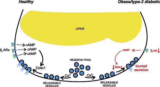 Figure 8. Model of regulation of adiponectin exocytosis in health and in metabolic disease. Left: Exocytosis of adiponectin-containing vesicles is physiologically stimulated by adrenergic signaling, mainly via β3ARs. The postreceptor signaling involves the activation of Epac1. Right: The adrenergically stimulated adiponectin exocytosis is blunted in obesity/type 2 diabetes owing to a markedly reduced expression of β3ARs in combination with lower expression of Epac1. See text for more details.
